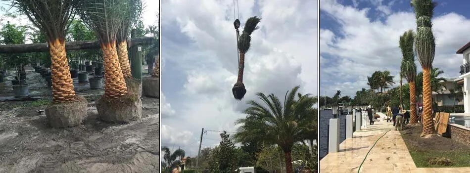 New large palm trees being moved by a large crane and planted by Go2Scape.Inc in Boca Raton, FL