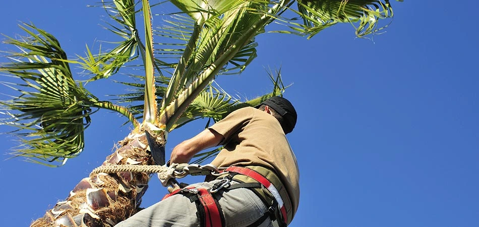 Palm tree being trimmed  by Go2Scape.Inc in Parkland, FL